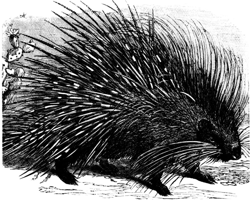 Porcupine engraving